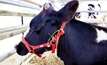 Dairy farmers get direct voice in National Breeding Objective
