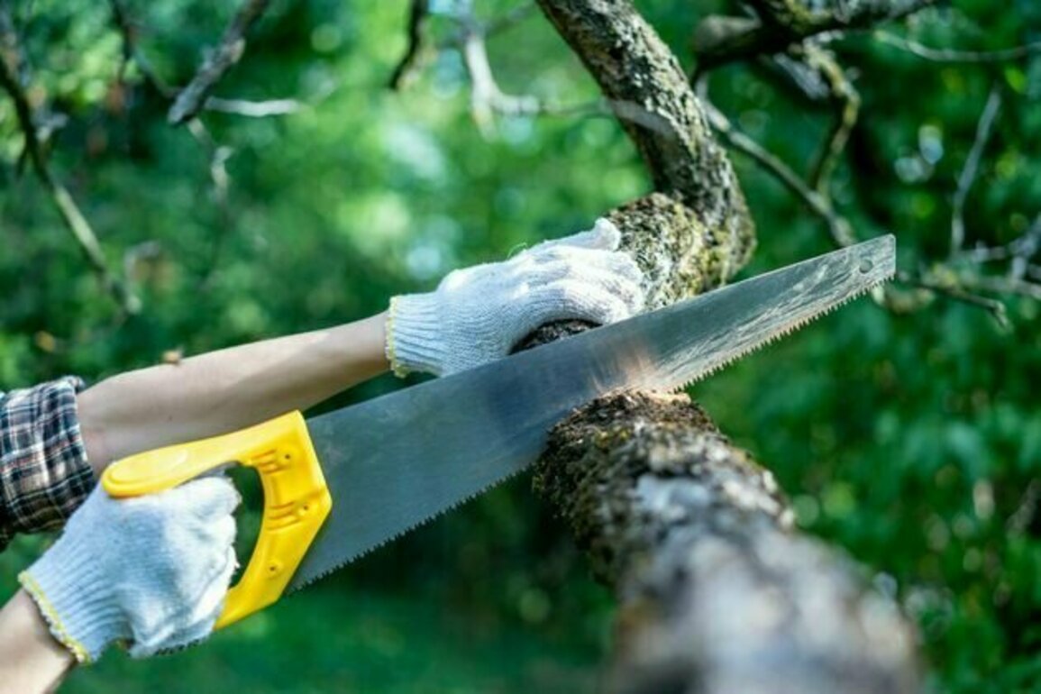 Cities need trees, but sometimes they have to be cut down - here's why, and how to do it properly
