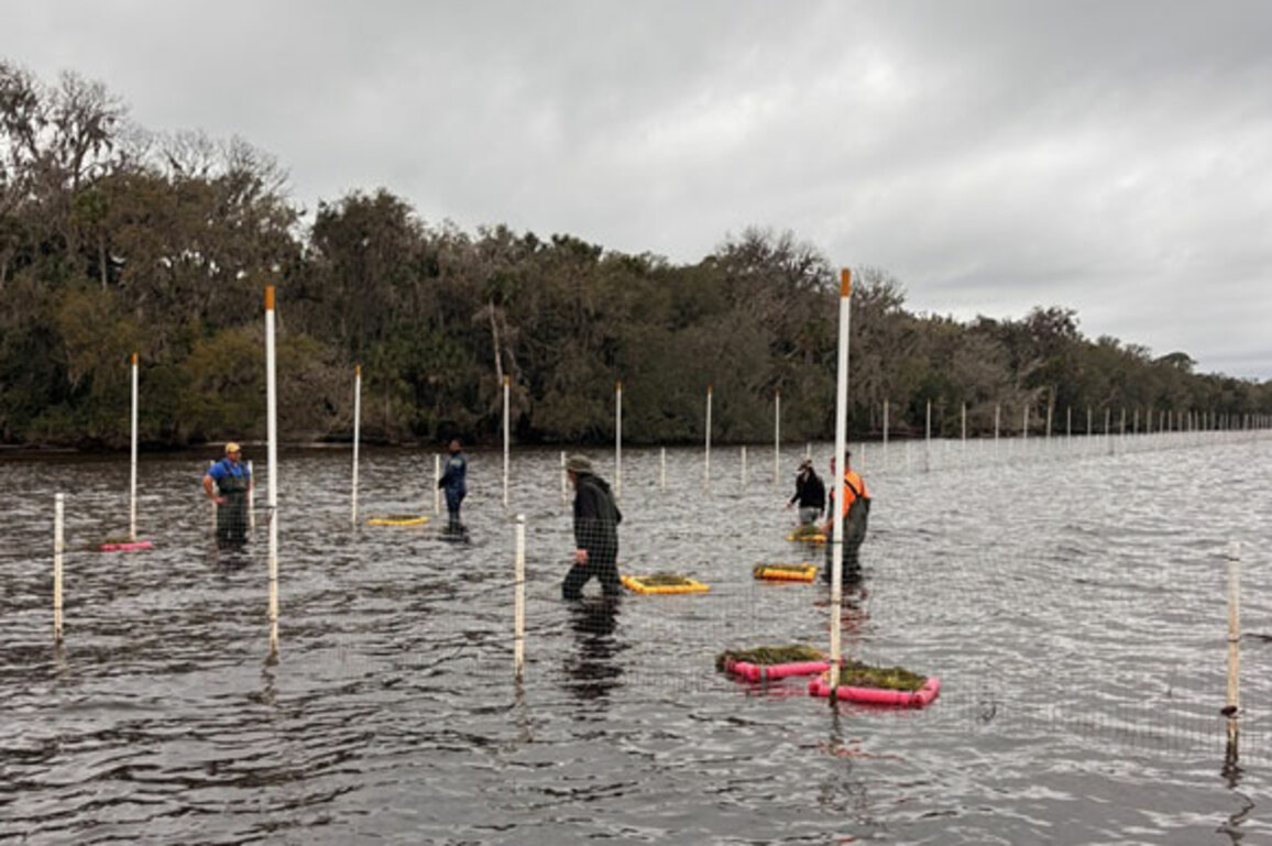 One Million Eelgrass Plants in Lake George for FWC Restoration Project