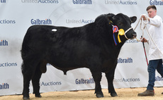 Stirling Bull Sales: High of 32,000gns for Aberdeen-Angus