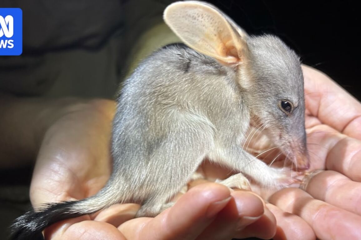 Choosing the Easter bilby more than a chocolate tradition for WA family
