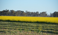  Vendor declarations are a good idea for hay and silage cut from failed crops.