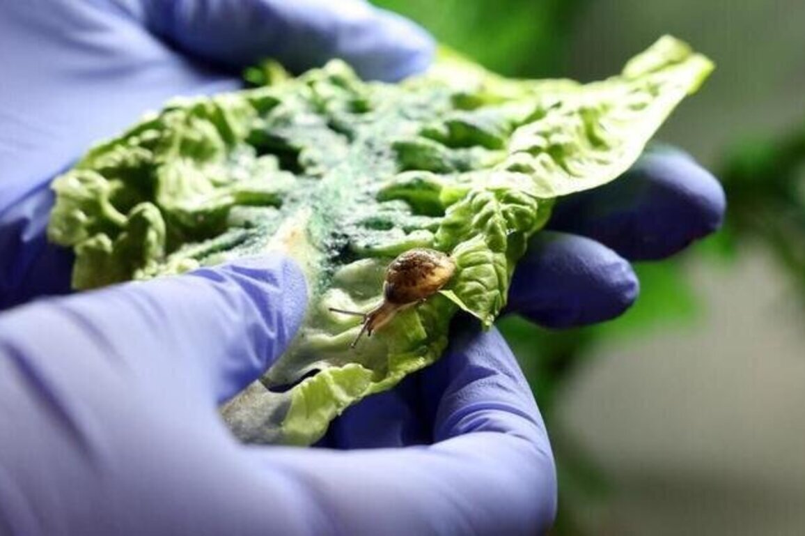 Tiny Bermudan snail 'back from the brink' of extinction, UK zoo says