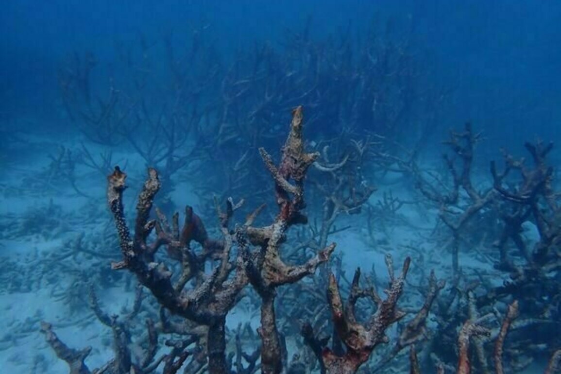 Safe no more: off-the-charts marine heat has severely damaged Ningaloo and other pristine coral reefs