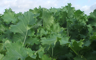 Organic farmers urged to submit derogation request amid heatwave