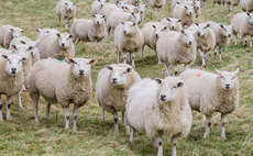 Farmers issued warning over 'unexplained' sheep deaths in Kent