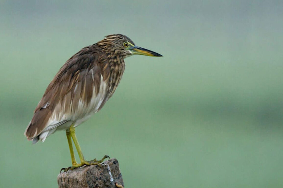 Tamil Nadu: Wetland Bird Census conducted across 20 wetlands in Trichy District
