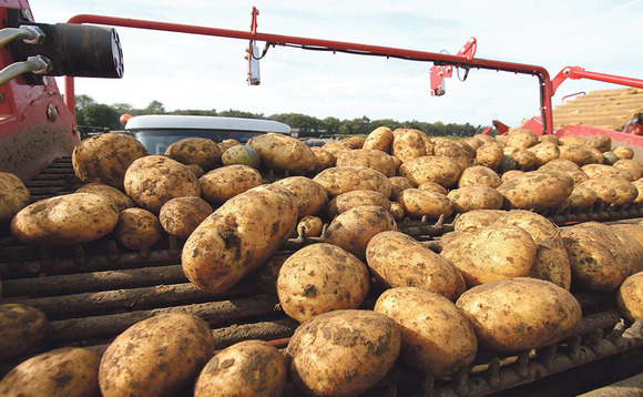 Potato yields down but quality good amid first storage season without CIPC