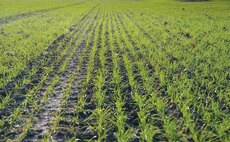 How one farmer is finishing lambs on winter wheat