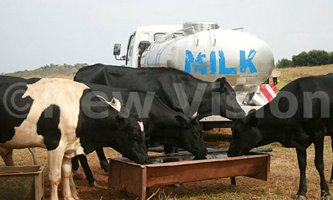 'Increased milk production with low consumption' 'Increased milk production with low consumption'