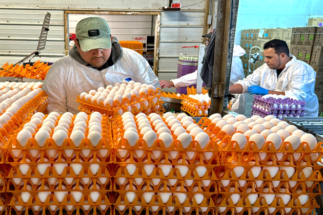 US turns to Brazil, other sources for eggs during bird flu outbreak