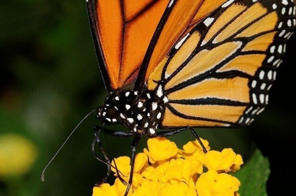 Monarchs rebound as scientists urge North Carolinians to plant habitat
