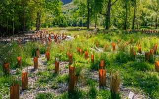 'Tremendous potential': How cities, states, and regions are harnessing nature to boost climate resilience