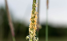 Scientific advances supporting the battle against black-grass