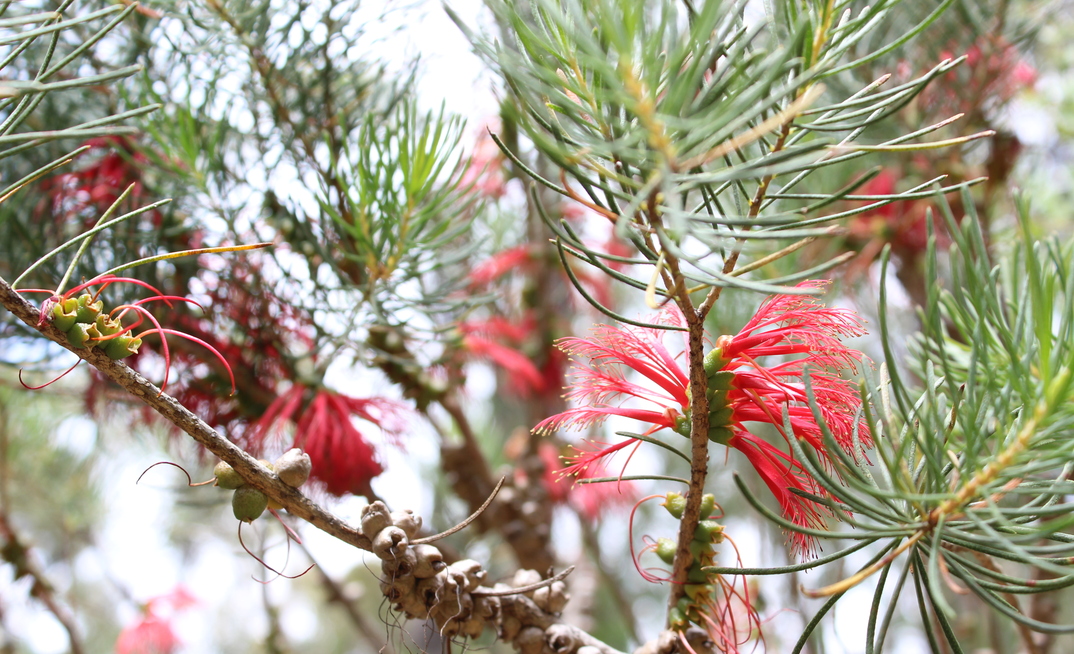 Alcoa's Huntly mine landscape.
