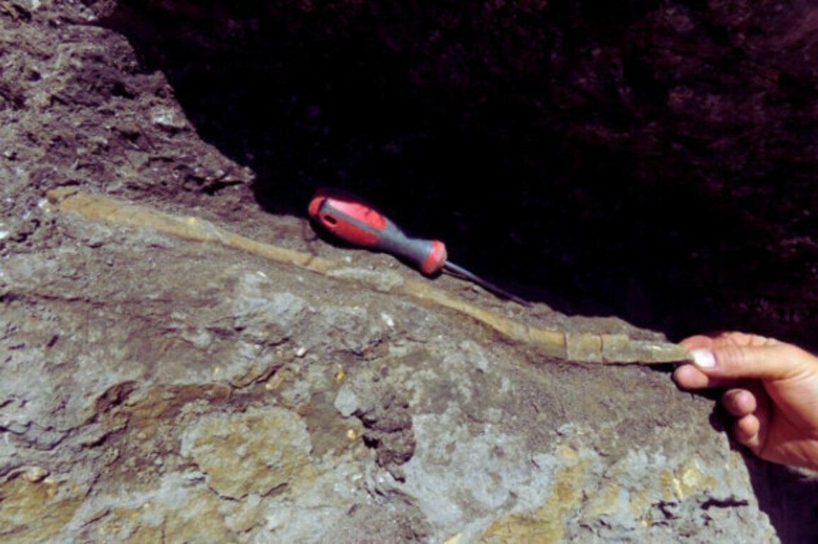 Dinosaur Rib and Rare Fossils Unearthed Near Tran in Bulgaria
