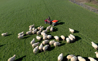 Fourth-generation Cornish farmer streamlines sheep feeding with Chapman Snacker