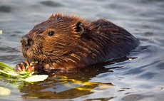 ļֱ braced for beaver release in England