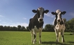 Precision dairy saving farmers' time and money