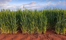 GIWA estimated WA's crop production at 22.66mt, but added the current potential was at least equal to 2025.