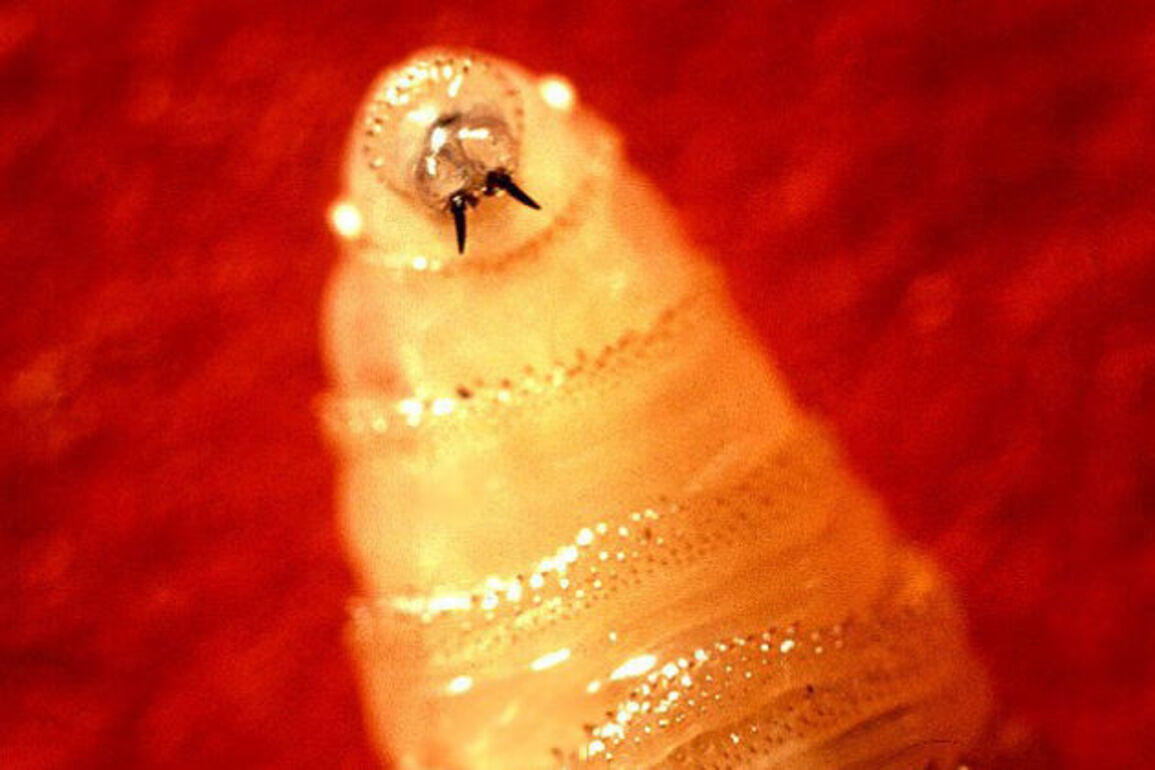 USDA to invest $750 million in facility to fight screwworm pest