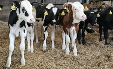 Consistent calf rearing approach reduces weaning age