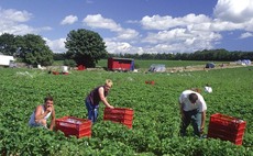 Pressure mounts as growers bear cost of homegrown workforce