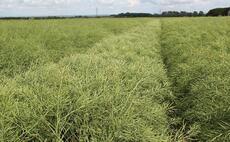 How to turn OSR back into the grass weed 'cleaning crop' in the rotation once again