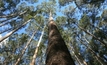 Promoting the attributes of Australia's forest industry