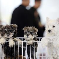 China's pet economy opens up new consumption scenarios