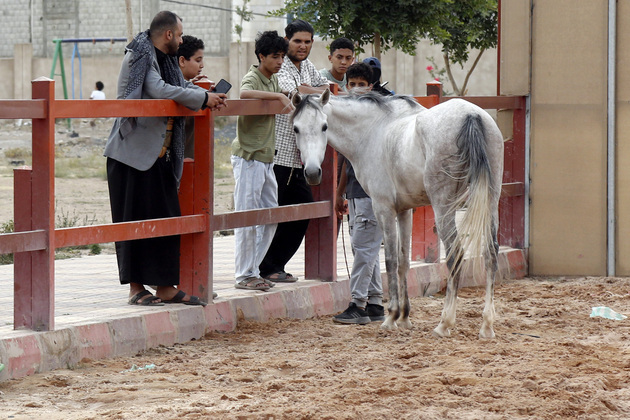 Before the hoofbeats fade -- Yemen's race to save its Arabian horses from war's grip