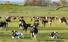 Animal Rebellion plans to target dairy sector