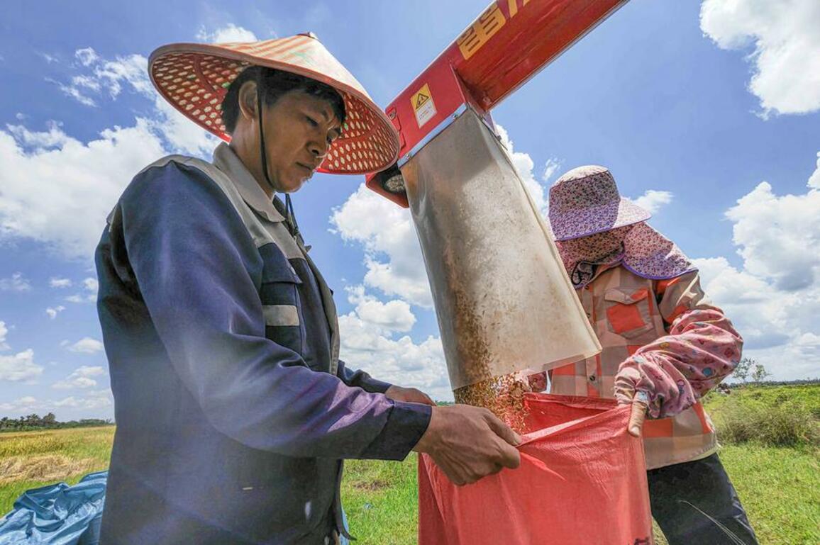 HainanOutlook | Rice harvest fuels agricultural brand, rural growth in S China's Hainan