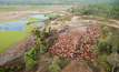 Cattle Australia has provided clear definitions for deforestation and forests as part of its Land Management Commitment. Credit: John Carnemolla, Shutterstock.