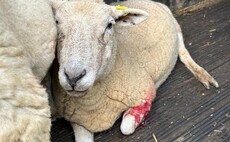 Owner banned from dog walking near livestock after admitting to repeated offences