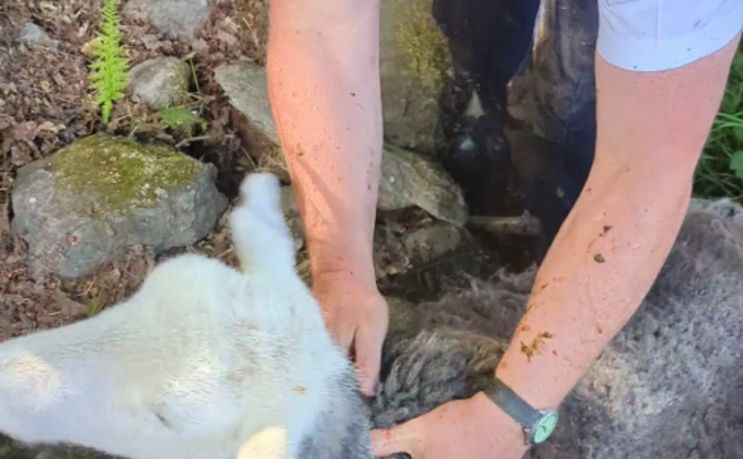 RSPCA inspector Chris Towler rescued a sheep which had managed to crawl into a drain tunnel and got stuck