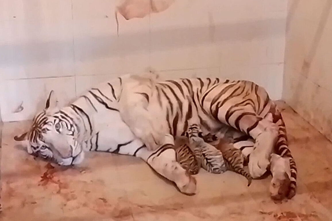 MP: White tiger 'Meera' gives birth to three cubs at Gwalior Zoo