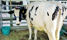 Australian dairy industry being tested by tough times