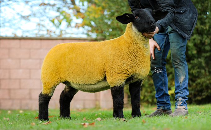 Frongoy ewe lamb which sold for 6,500gns