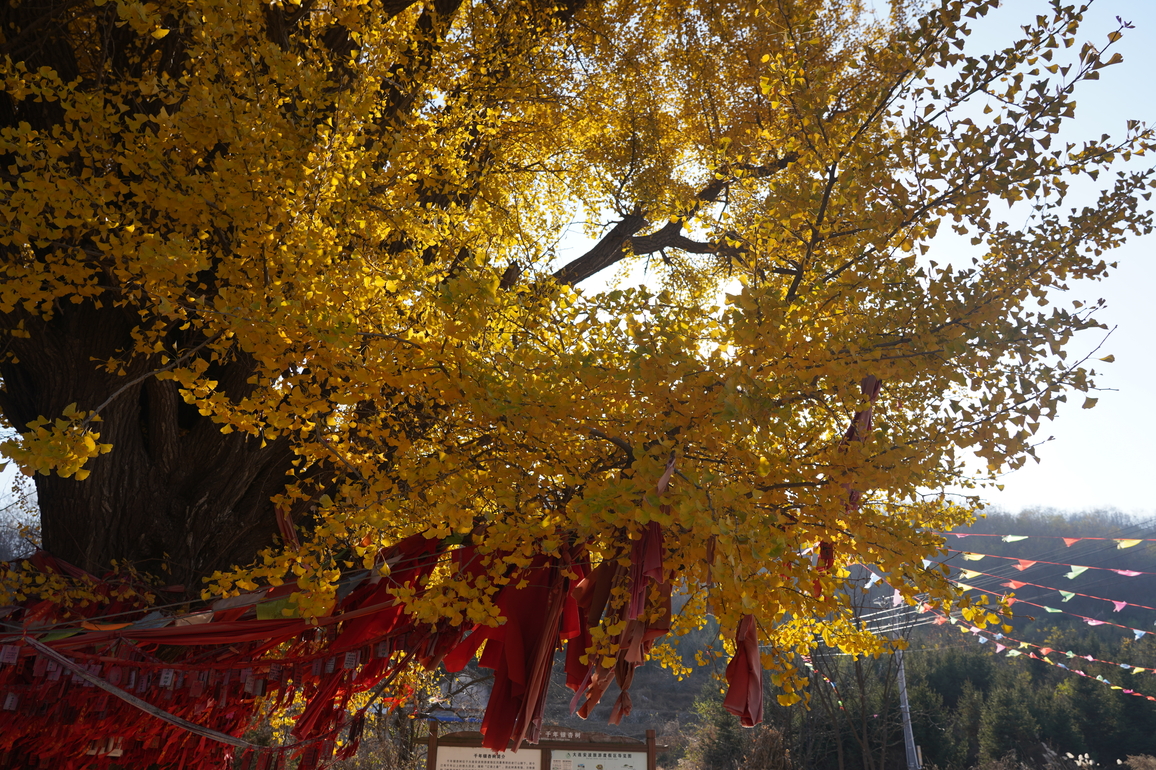 CHINA-LIAONING-DALIAN-MILLENNIUM-OLD GINKGO (CN)