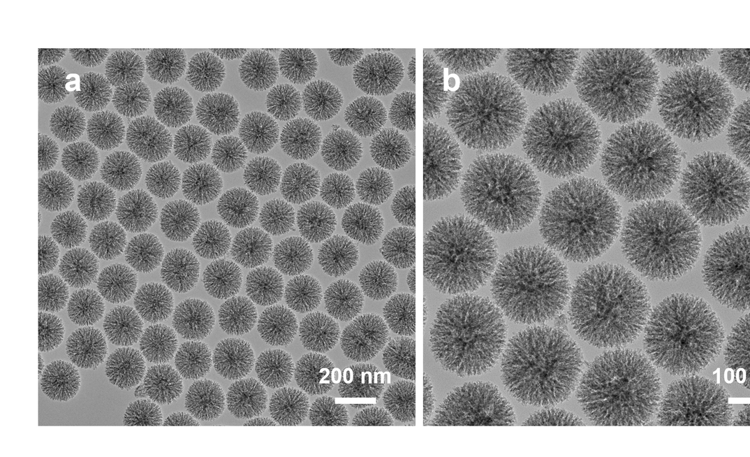 When filled with biopesticides like tea tree oil, tiny silica nanoparticles with surface spikes purpose-built to give prolonged periods of protection (pictured) could be a key puzzle piece for flystrike control.