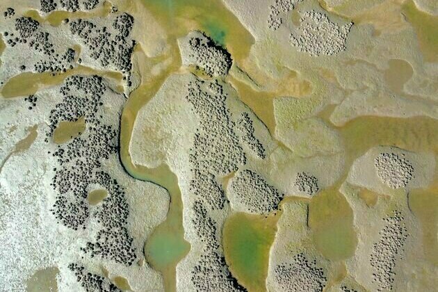 Newly discovered tropical oyster reefs are thriving across northern Australia - they deserve protection