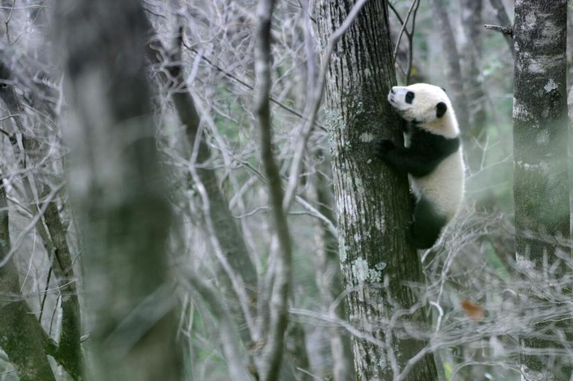 China's panda village demonstrates ecological conservation in action