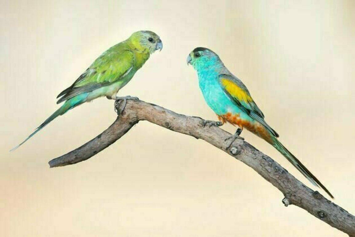 From grasslands to killing fields: why trees are bad news for one of Australia's most stunning birds