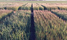 Focus on barley plant density, not seeding rate