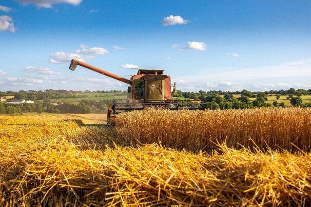 Europe has been hit with an intense heatwave, as wheat harvest gets underway. 