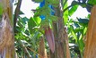 Growers go bananas over revival