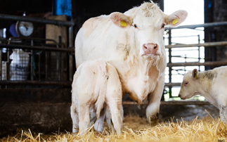 Cockerington Poll Charolais herd dispersal announced