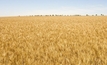 Grain industry on board to help people in need