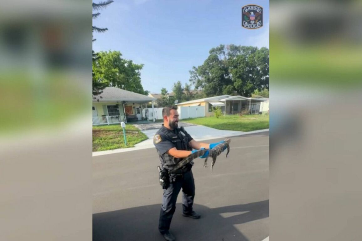 Largo Police officer from New York has first gator call